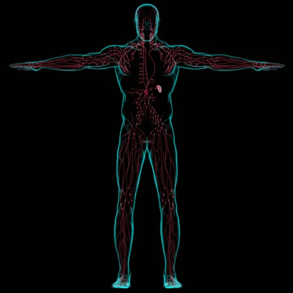Анатомия Лимфоузлов Человека Медицинской Концепции Иллюстрация — стоковое фото