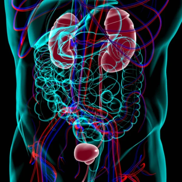 Système Urinaire Humain Reins Avec Anatomie Vessie Pour Concept Médical — Photo