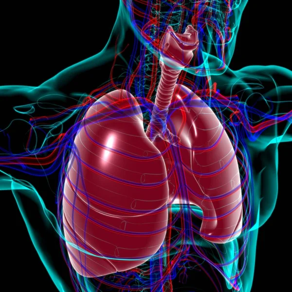 Anatomia Del Sistema Respiratorio Umano Dei Polmoni Concetto Medico Illustrazione — Foto Stock