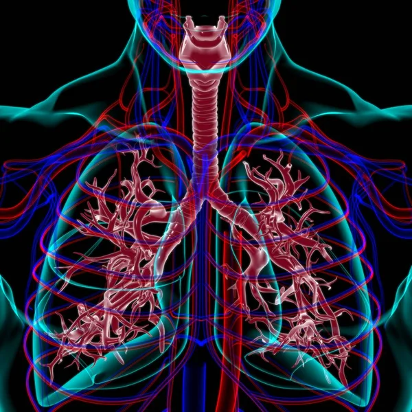 Tıbbi Konsept Boyutlu Resim Çin Akciğerler Nsan Solunum Sistemi Anatomisi — Stok fotoğraf