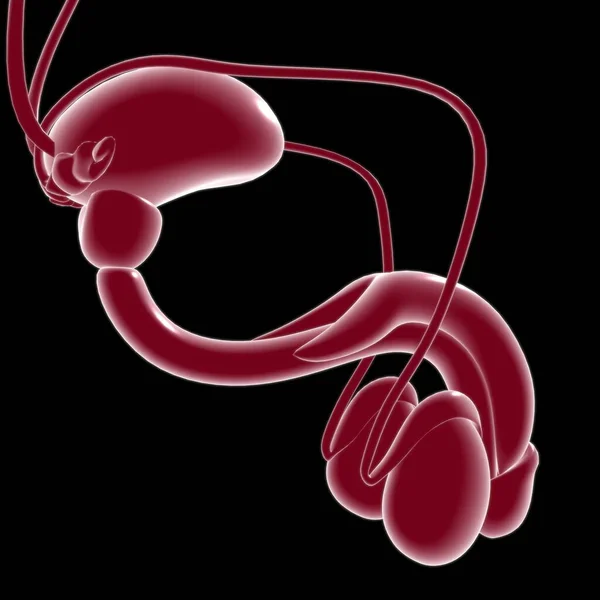 Male Reproductive System Anatomy For Medical Concept 3D Illustration