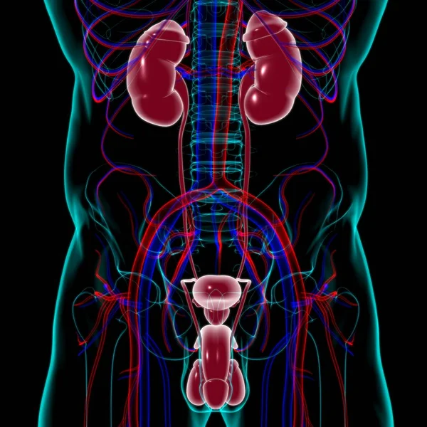 Anatomía Masculina Del Sistema Reproductivo Para Ilustración Del Concepto Médico — Foto de Stock