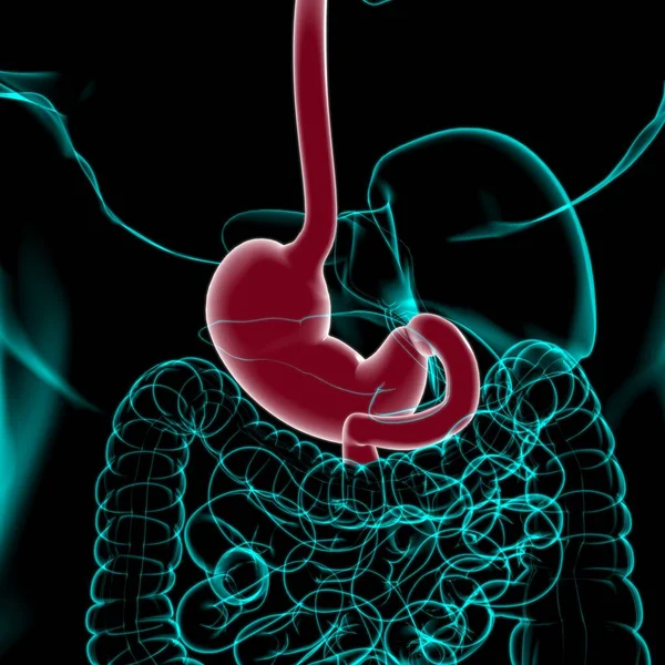 Sistema Digestivo Humano Anatomía Estomacal Para Ilustración Del Concepto Médico — Foto de Stock