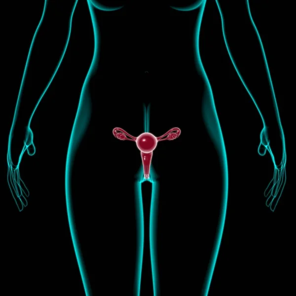 Női Reproduktív Rendszer Anatómia Orvosi Koncepció Illusztráció — Stock Fotó