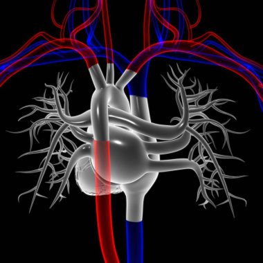 Tıbbi Konsept için İnsan Kalbi Anatomisi 3 boyutlu İllüstrasyon