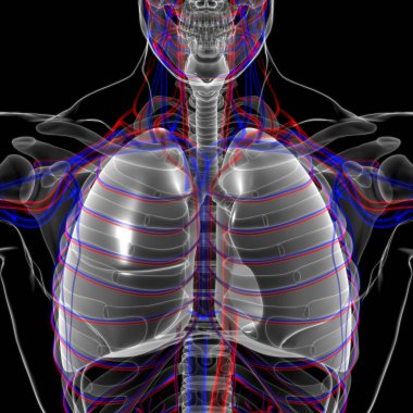 Tıbbi Konsept 3 boyutlu Resim İçin Akciğerler İnsan Solunum Sistemi Anatomisi