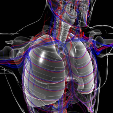 Tıbbi Konsept 3 boyutlu Resim İçin Akciğerler İnsan Solunum Sistemi Anatomisi