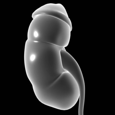 Tıbbi Konsept için Mesane Anatomisi olan İnsan İdrar Sistemi Böbrekleri 3 boyutlu İllüstrasyon