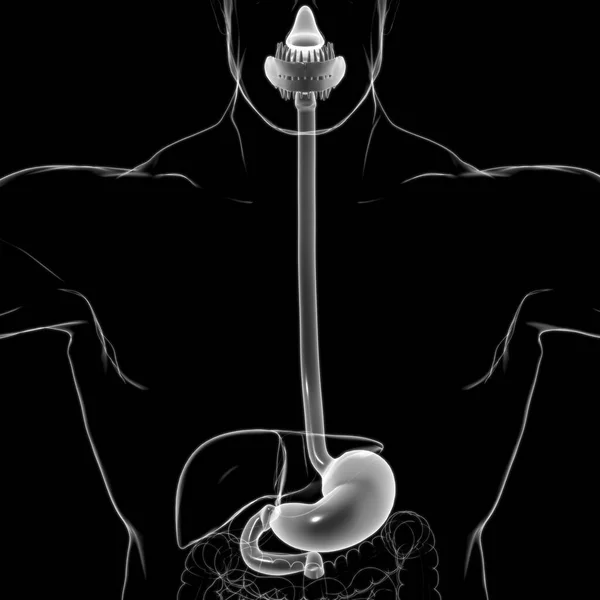 Sistema Digestivo Humano Anatomia Estômago Para Ilustração Médica Conceito — Fotografia de Stock
