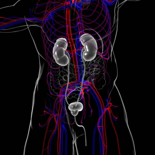 Νεφροί Του Ανθρώπινου Ουροποιητικού Συστήματος Ανατομία Ουροδόχου Κύστης Για Ιατρική — Φωτογραφία Αρχείου