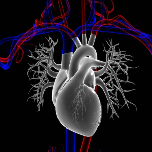 Anatomia Del Cuore Umano Concetto Medico Illustrazione — Foto Stock