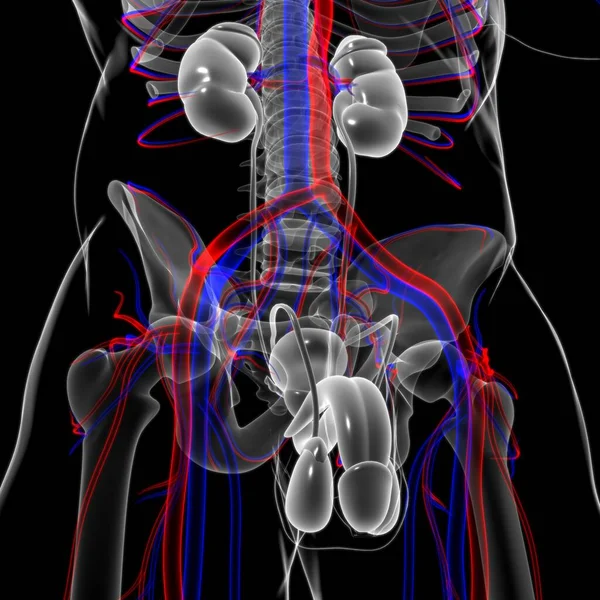 男性生殖系统解剖用于医学概念3D说明 — 图库照片