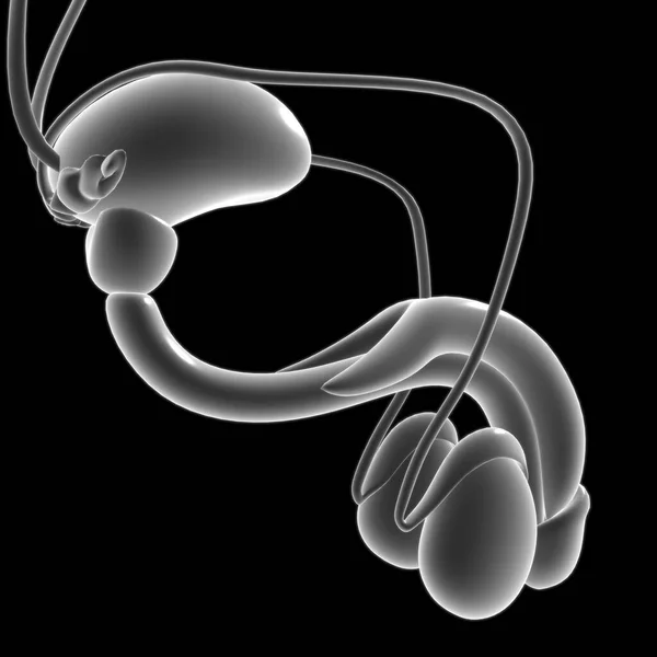 医療概念のための男性生殖システム解剖学3Dイラスト — ストック写真