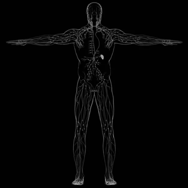 Anatomia Dei Linfonodi Umani Concetto Medico Illustrazione — Foto Stock