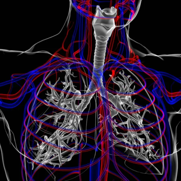 Lungen Human Respiratory System Anatomie Für Medizinisches Konzept Illustration — Stockfoto