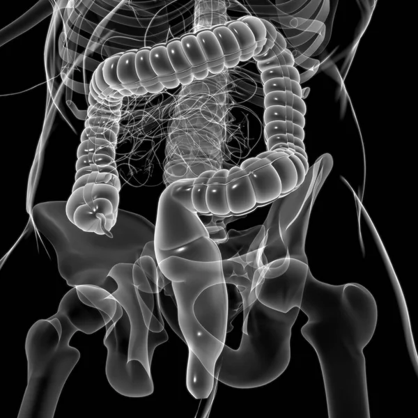Ilustrasi Usus Besar Sistem Pencernaan Manusia Anatomi Untuk Konsep Medis — Stok Foto