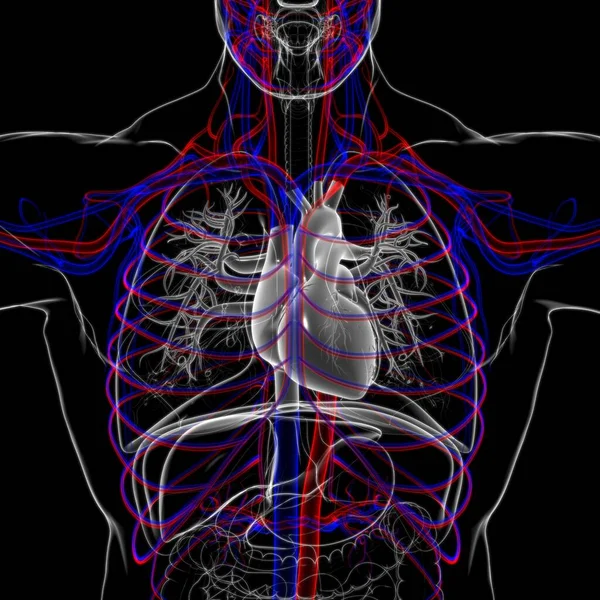 Anatomie Système Respiratoire Humain Poumons Pour Illustration Médicale Concept — Photo