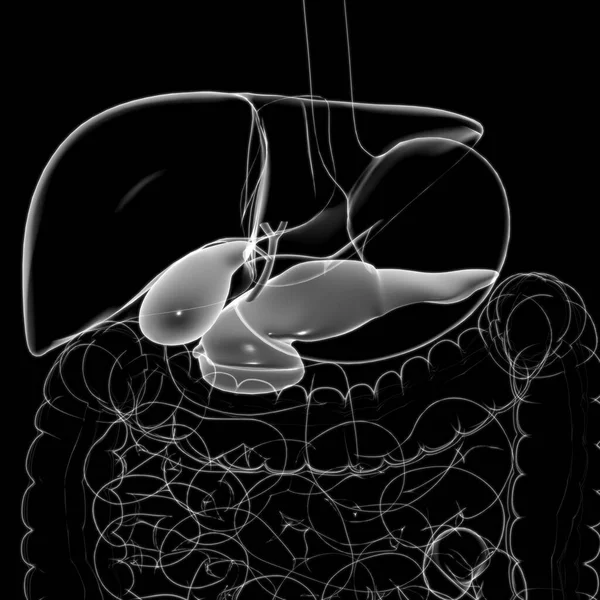 Anatomia Del Sistema Digestivo Umano Della Cistifellea Illustrazione Medica Concetto — Foto Stock