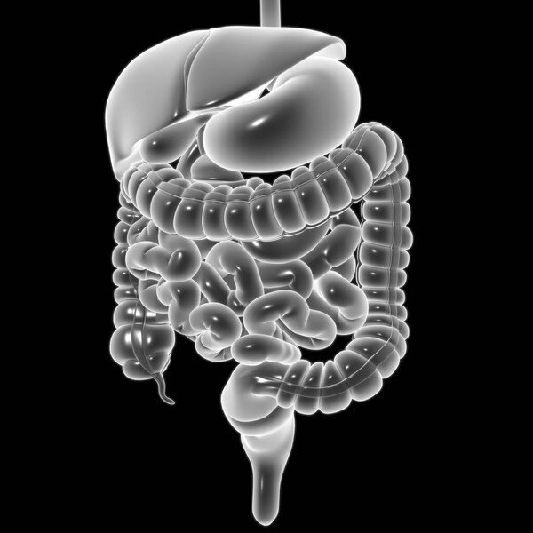 Human Digestive System Anatomy For Medical Concept 3D Illustration