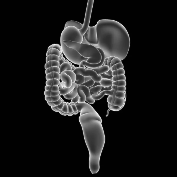 Anatomía Del Sistema Digestivo Humano Para Concepto Médico Ilustración —  Fotos de Stock