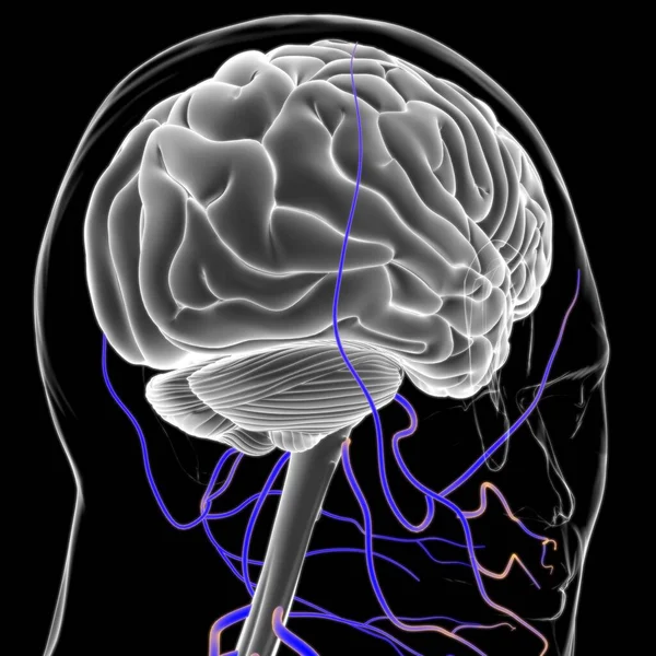 Anatomía Cerebral Humana Para Concepto Médico Ilustración — Foto de Stock