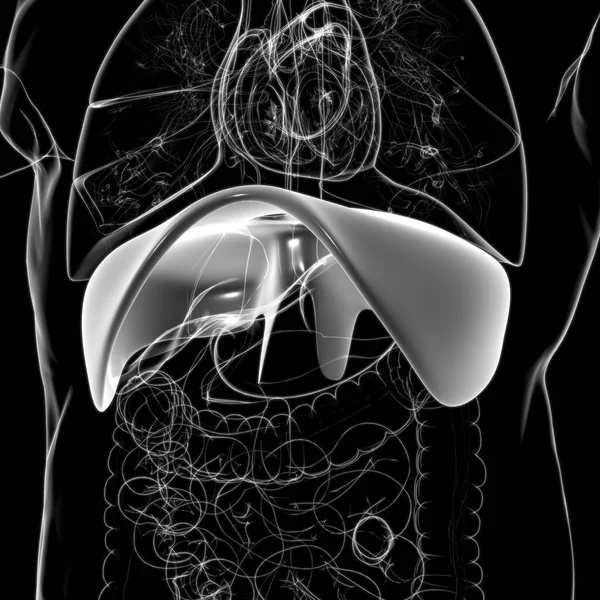 ダイヤフラム 医学的概念のための人間の呼吸器系解剖学3Dイラスト — ストック写真