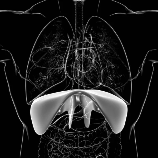 Membran Human Respiratory System Anatomie Für Medizinisches Konzept Illustration — Stockfoto