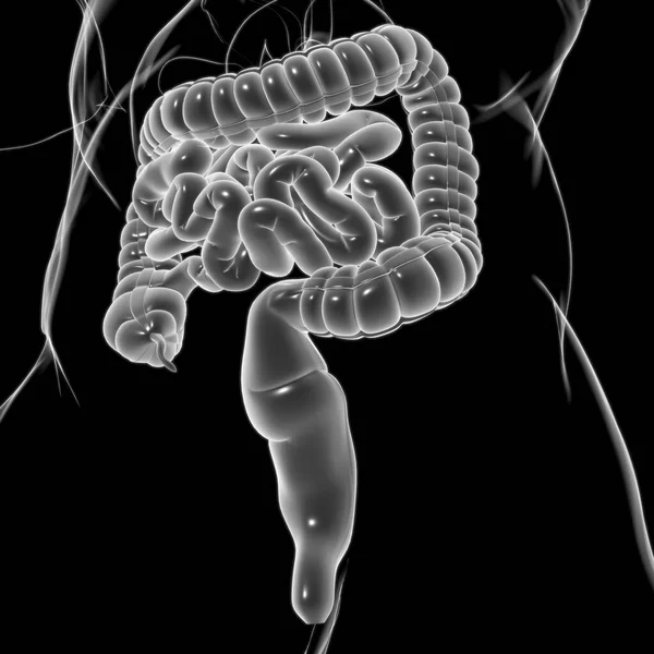大肠胃三维演示人体消化系统的医学概念解剖 — 图库照片