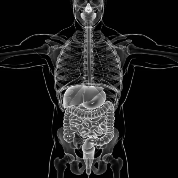 Anatomia Sistema Digestivo Humano Para Ilustração Conceito Médico — Fotografia de Stock