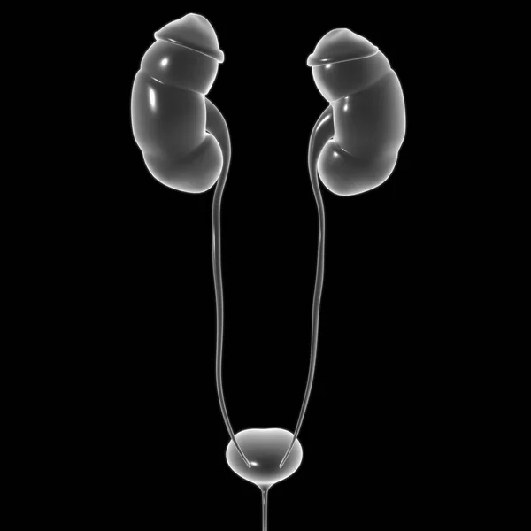 Νεφροί Του Ανθρώπινου Ουροποιητικού Συστήματος Ανατομία Ουροδόχου Κύστης Για Ιατρική — Φωτογραφία Αρχείου