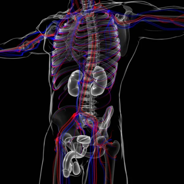 Ανδρική Αναπαραγωγική Ανατομία Συστήματος Για Ιατρική Έννοια Εικονογράφηση — Φωτογραφία Αρχείου