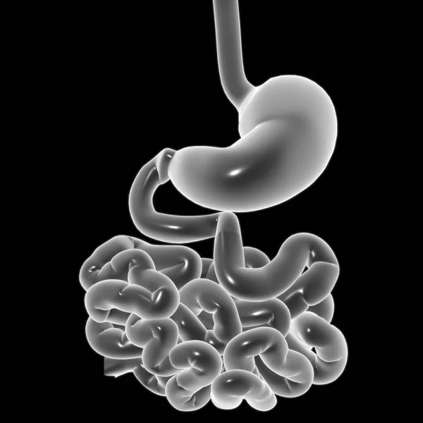 Анатомия Желудка Человеческая Пищеварительная Система Медицинской Концепции Иллюстрация — стоковое фото