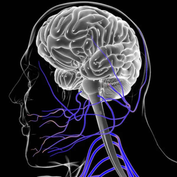 Anatomía Cerebral Humana Para Concepto Médico Ilustración — Foto de Stock