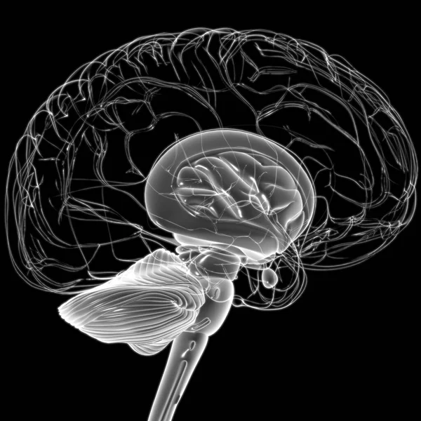 Piezas Internas Del Cerebro Humano Anatomía Para Concepto Médico Ilustración — Foto de Stock