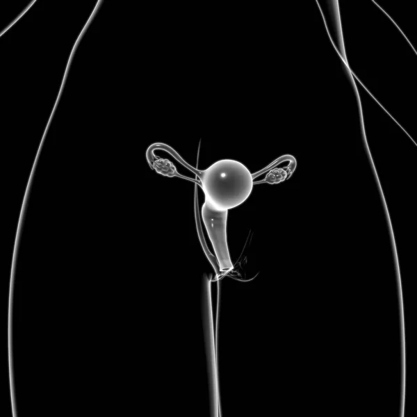Anatomie Des Weiblichen Fortpflanzungssystems Für Medizinische Konzepte Illustration — Stockfoto