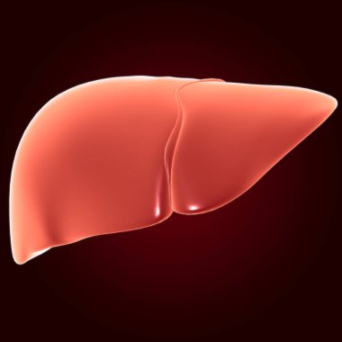 Karaciğer 3D Görüntü İnsan Sindirim Sistemi Anatomisi Tıbbi Konsept İçin