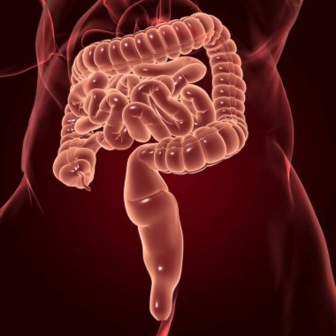 Tıbbi Konsept İçin Küçük ve Büyük bağırsak 3B Görüntü İnsan Sindirim Sistemi Anatomisi