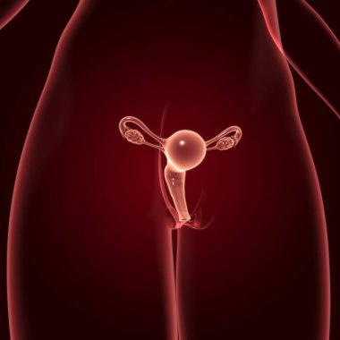 Tıbbi Konsept 3B İllüstrasyon için Kadın Üreme Sistemi Anatomisi