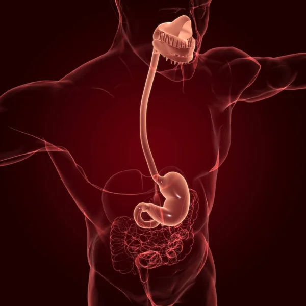 Système Digestif Humain Anatomie Estomac Pour Illustration Concept Médical — Photo