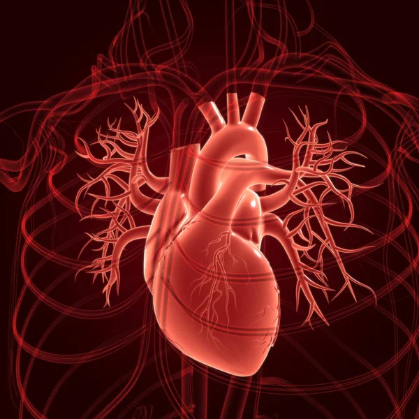 Human Heart Anatomy For Medical Concept 3D Illustration