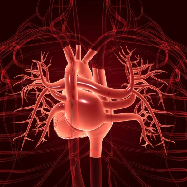 人类心脏解剖的医学概念3D图解 — 图库照片