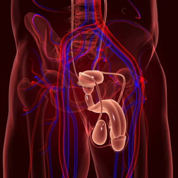 Anatomie Système Reproducteur Masculin Pour Concept Médical Illustration — Photo
