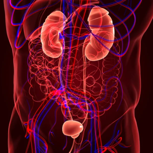 Système Urinaire Humain Reins Avec Anatomie Vessie Pour Concept Médical — Photo