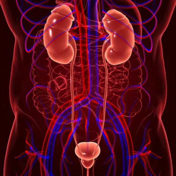 Почки Человека Анатомией Мочевого Пузыря Медицинской Концепции Иллюстрации — стоковое фото