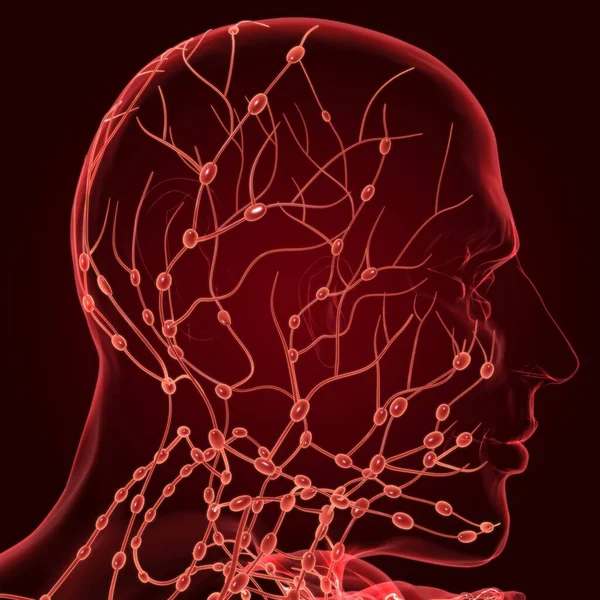 Human Lymph Nodes Anatomy Medical Concept Illustration — 스톡 사진