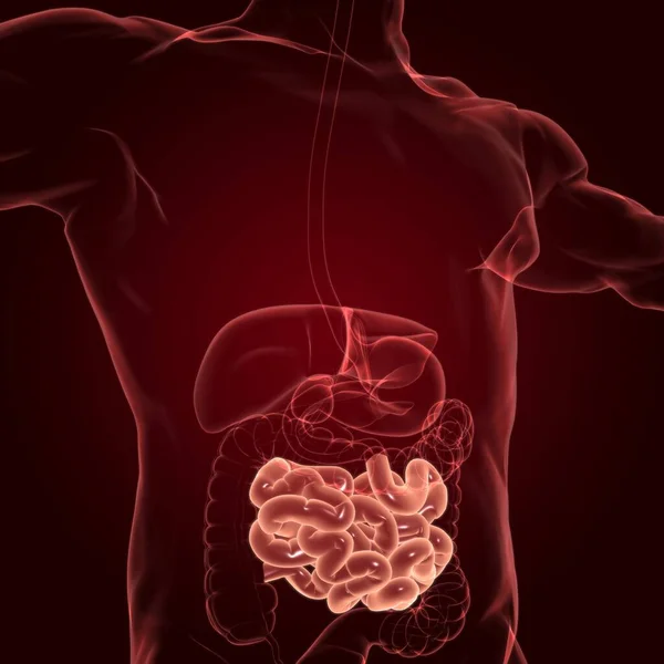 Anatomía Del Sistema Digestivo Humano Ilustración Del Intestino Delgado Para — Foto de Stock