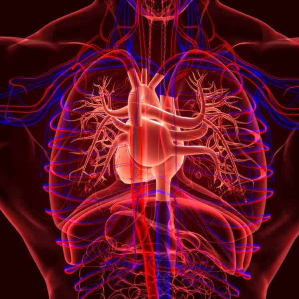 Lungen Human Respiratory System Anatomie Für Medizinisches Konzept Illustration — Stockfoto