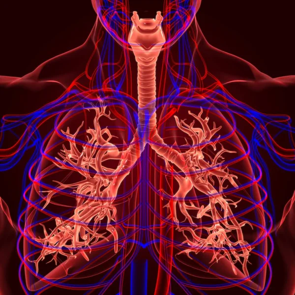 Anatomia Humana Sistema Respiratório Dos Pulmões Para Ilustração Médica Conceito — Fotografia de Stock