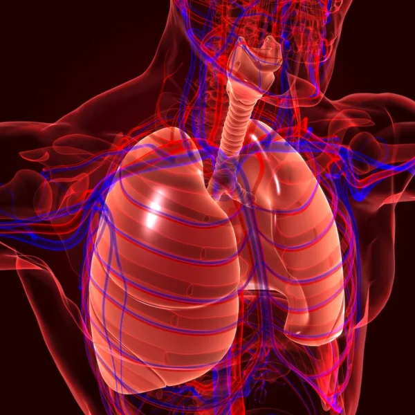 Anatomía Del Sistema Respiratorio Humano Los Pulmones Para Ilustración Del — Foto de Stock