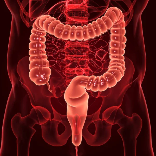 Large Darm Illustration Human Digestive System Anatomie Für Medizinisches Konzept — Stockfoto